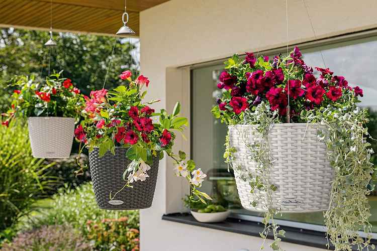 Plants in NIDO Cottage 35 Planters